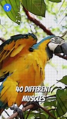 என்ன Bird wings இவ்ளோ இருக்கா? | Birds Facts