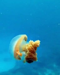 Fish hitchhiker