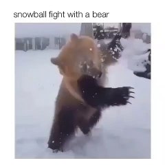Funny animals enjoying snow