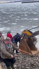 DFO Workers Help Dolphins Stuck in Ice