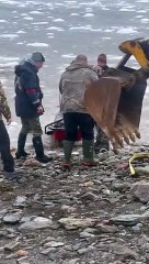 DFO Workers Help Dolphins Stuck in Ice