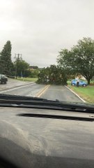 Truck Drags an Entire Tree Down the Road