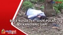 WNA Rusia Ditemukan Tertidur Pulas di Kandang Sapi