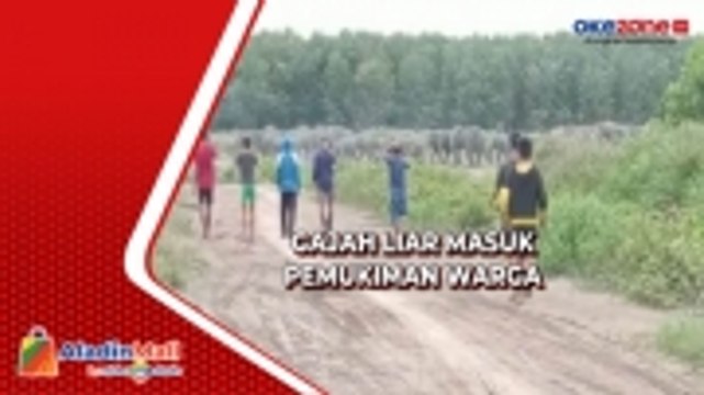 Detik-Detik Gajah Liar Masuk ke Pemukiman Warga di Ogan Ilir