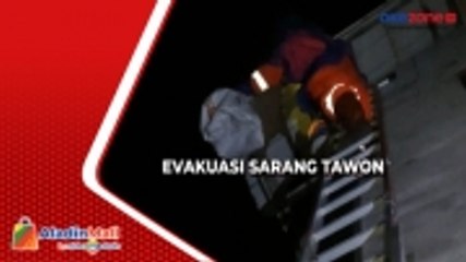 Meresahkan, Petugas Evakuasi Sarang Tawon di Palangka Raya