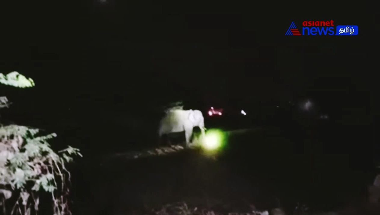 Viral : யானையை விரட்ட வான வெடி! தோட்டத்தில் புகுந்து கரும்பு பயிர்கள் நாசம்!