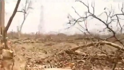 बुरहानपुर: विधानसभा में गूंजा जंगल कटाई का मामला,विधायक ने उठाया मामला