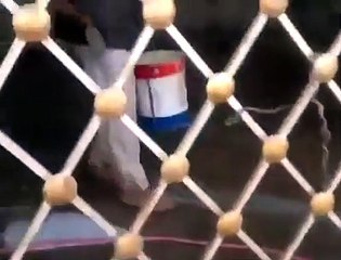 You won't believe as a man seen bathing a life lion in cage