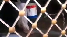 You won't believe as a man seen bathing a life lion in cage