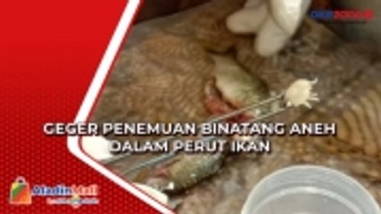 Geger Penemuan Binatang Aneh dalam Perut Ikan di Mandailing Natal, Begini Penampakannya