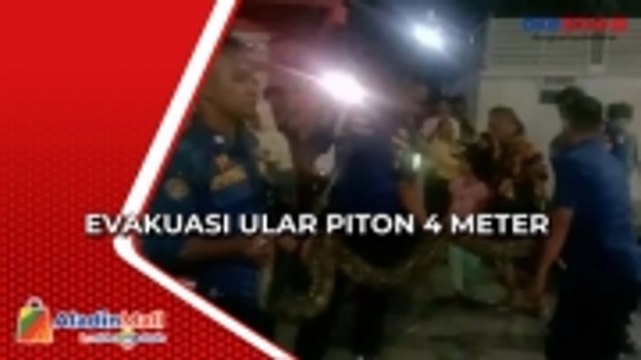 Dramatis! Evakuasi Ular Piton 4 Meter di Padang