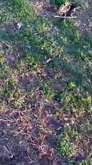 Brother Crashes Dirt Bike into Sister