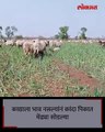 अन् त्यानं उभ्या कांद्याच्या पिकात मेंढ्या सोडल्या_1