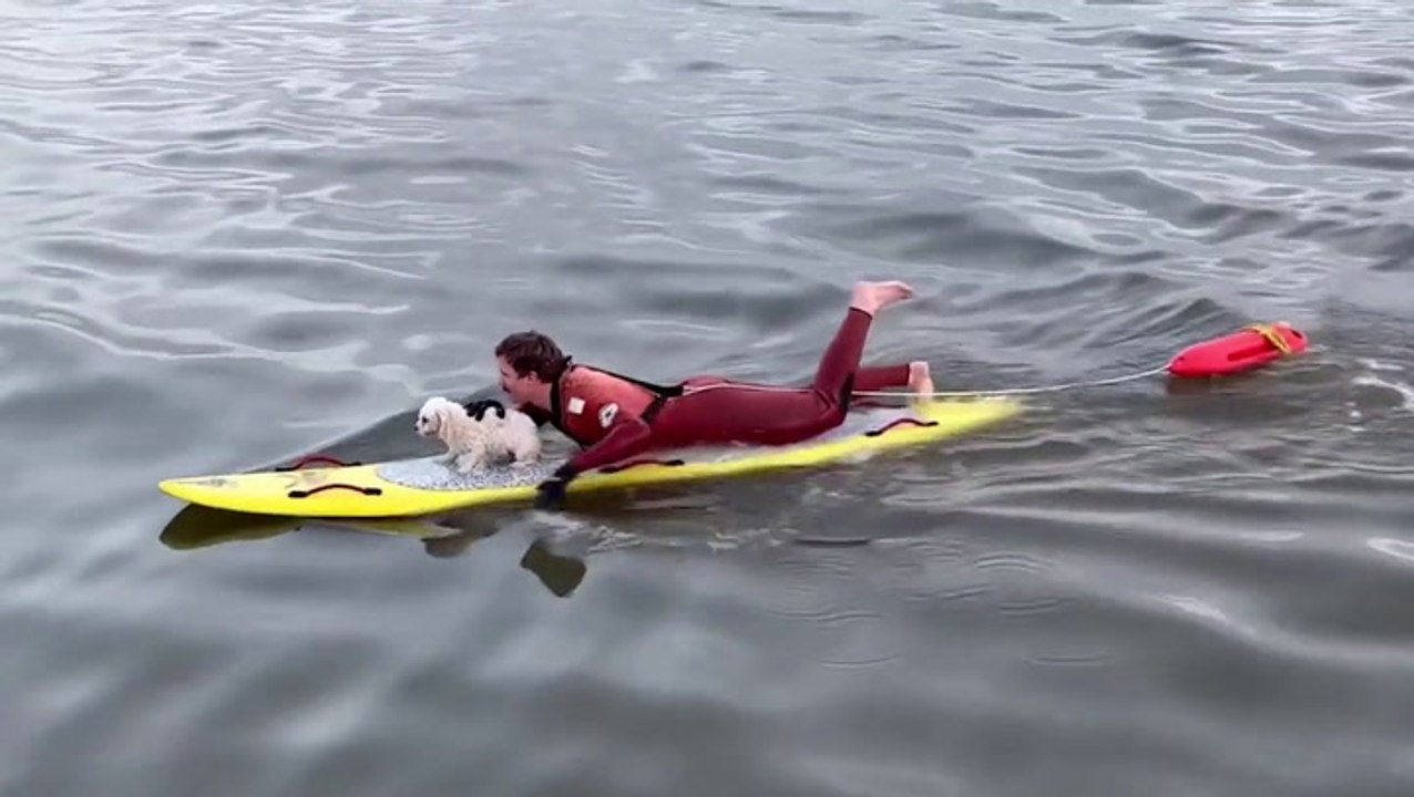 Tiny dog rescued on surfboard after getting swept into sea