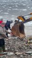 DFO Workers Help Dolphins Stuck in Ice