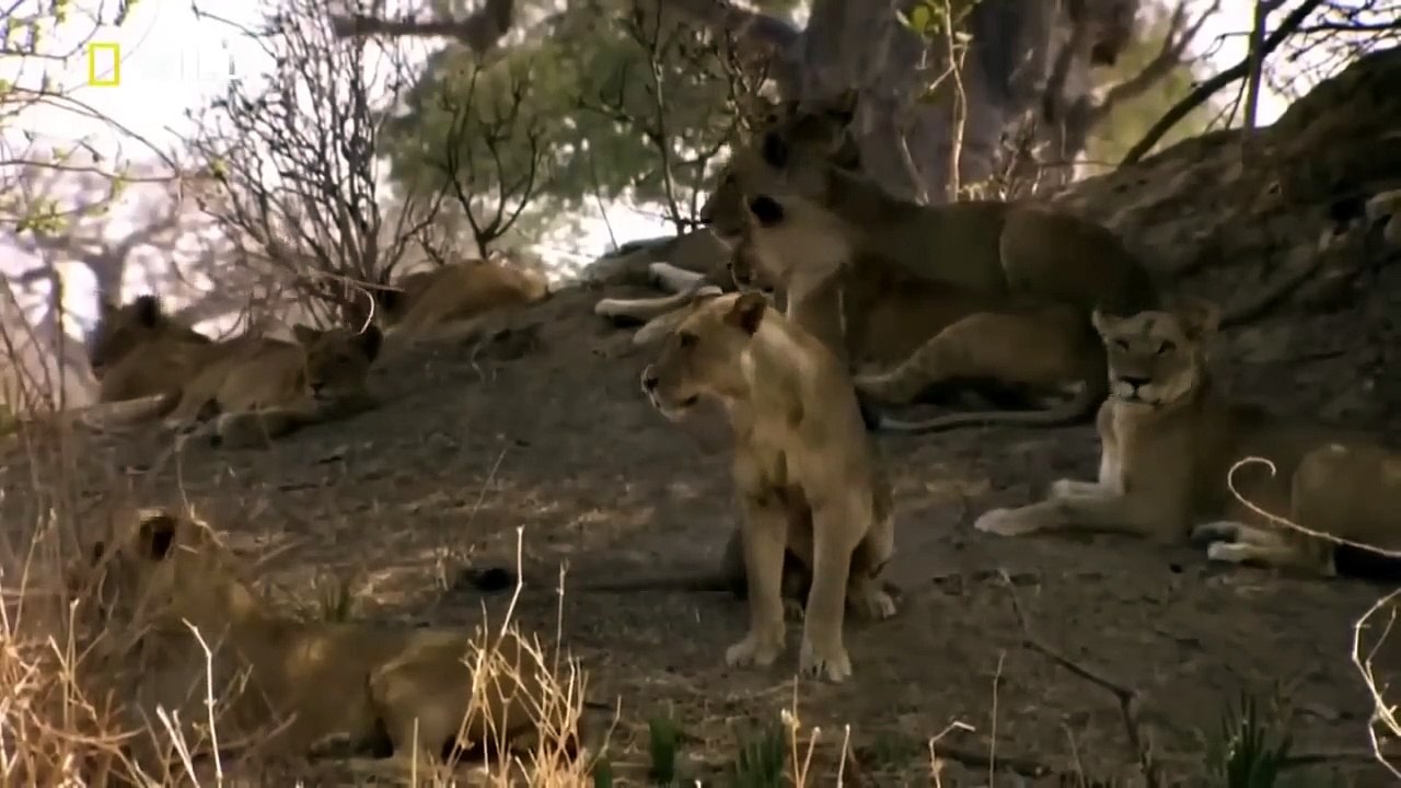 Türkçe Hayvan Belgeseli - Aslan Krallığı