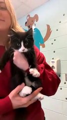 Kitten Says Hello To The Camera