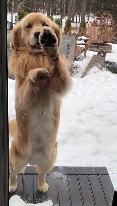 Corona the Golden Isn't the Brightest