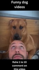 How I Got Started As A Funny Dog Videos-Funny Dog Videos