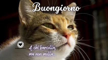 Buongiorno Divertente con Video in movimento