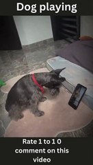 My Biggest Regrets On Funny Puppy Videos- funny puppy videos