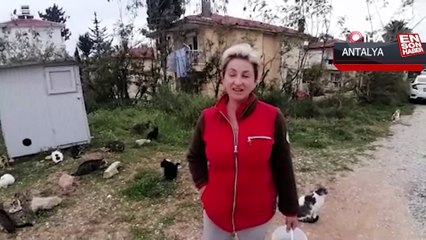 Rus gelin, tek başına 250 kediyi sahiplendi