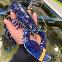 Un homard rarissime pêché en Bretagne