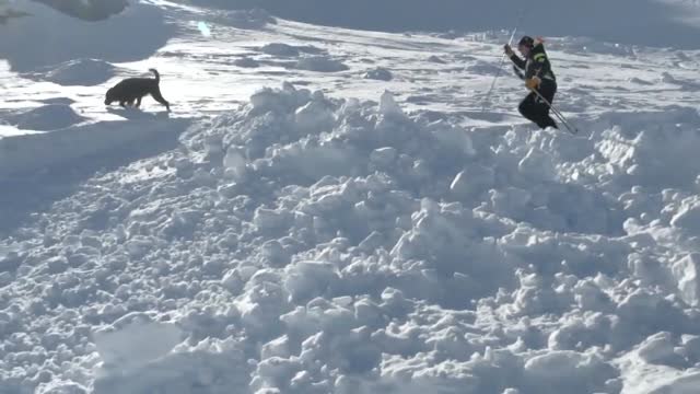 Stash se convierte en el perro de rescate más famoso de Francia