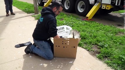 Osprey rescued after getting tethered to nest - by discarded fishing line