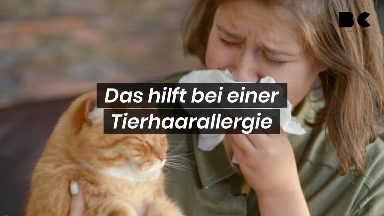 Das hilft bei einer Tierhaarallergie