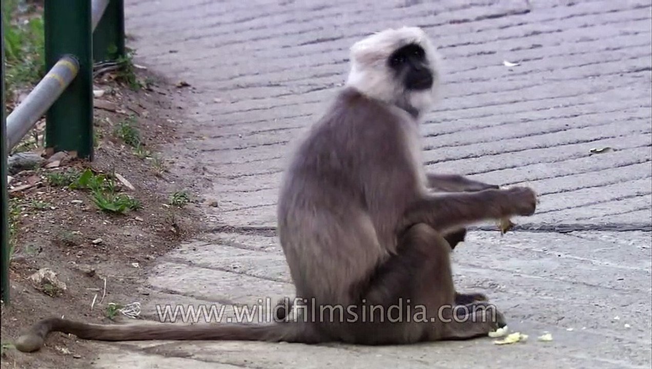 Uttarakhand_ Mother Langur eats a roti
