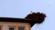 Baharın müjdecisi leylekler bir okulun çatısına yuva yaptı
