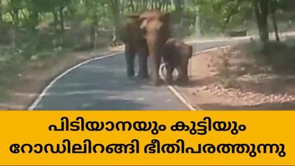 കൂട്ടംതെറ്റിയ പിടിയാനയും കുട്ടിയും ജനവാസ മേഖലയില്‍