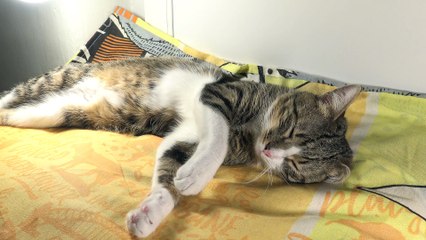 Tabby Cat Sleeps on One Ear and on His Whiskers