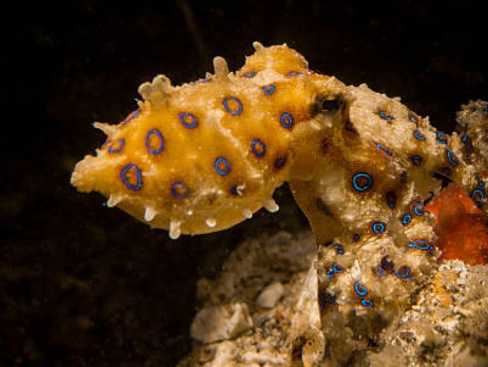 Nervenlähmungen: Frau von hochgiftigem Oktopus gebissen