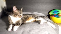 Cat Sleeps on a Gray Blanket