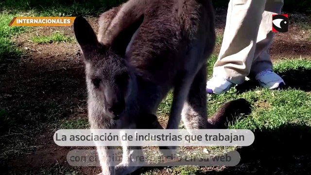 La reconocida marca Nike, anunció que dejará de usar pieles de canguro en sus zapatillas