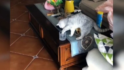 Baby Cats - Cute And Cats Funny Video #funnivideo #funnyanimal #