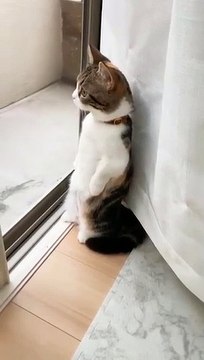 Best Funny Crazy Viral Cats #shortsvideo #amazing #funnycat #reels #trending #animals