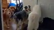 Crazy Funny Dogs Random Viral Reels-- #shortsvideo #amazing #funnydog #reels #trending #animals