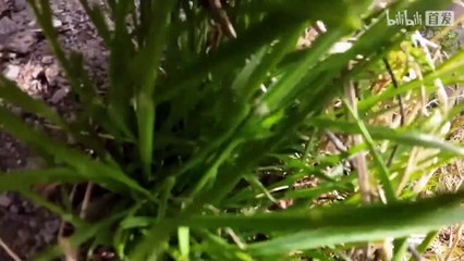 Cat Vlog with his friends