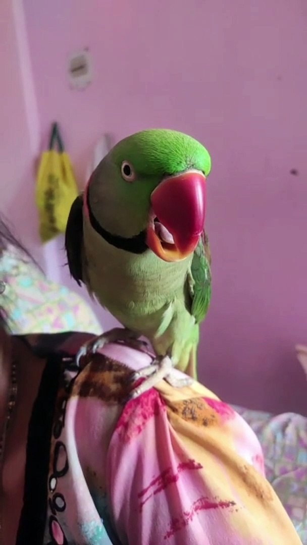 ⁣alexander parrot, alexander parrot sound, alexander parrot talking, alexander parrot baby, alexander