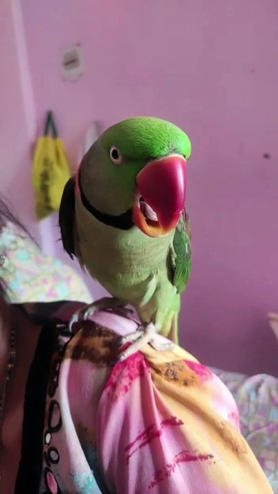 alexander parrot, alexander parrot sound, alexander parrot talking, alexander parrot baby, alexander parrot voice, alexander parrot price in india, alexander parrot talking in tamil, alexander parrot breeding, alexander parrot male female difference, alex