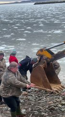 DFO Workers Help Dolphins Stuck in Ice