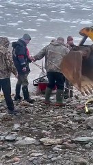 DFO Workers Help Dolphins Stuck in Ice