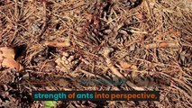 The Incredible Strength of Ants
