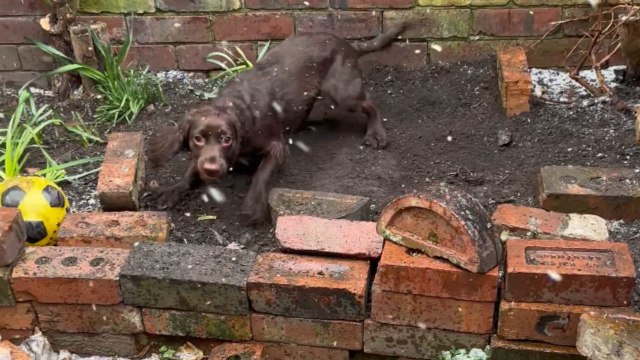 'Now that's a first!' - Adorable Cocker Spaniel puppy delightfully sees snow for the first time