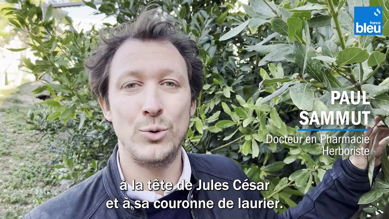 C Si Bon - Comment bien utiliser le laurier et profiter de ses bienfaits ?