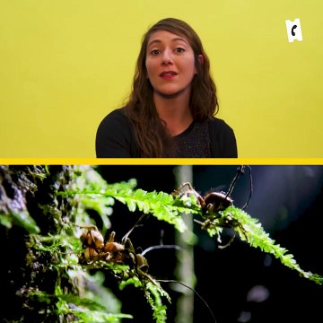 The Last of Us : ce genre d'infection peut-il exister ? Une experte décrypte la série