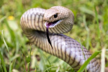 Un Niño Encuentra Un Nido Con 110 Huevos De Serpiente En Su Casa